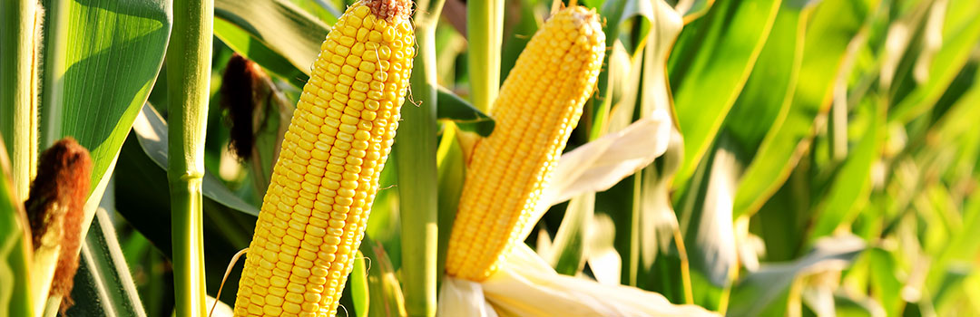 Corn, eco-friendly material
