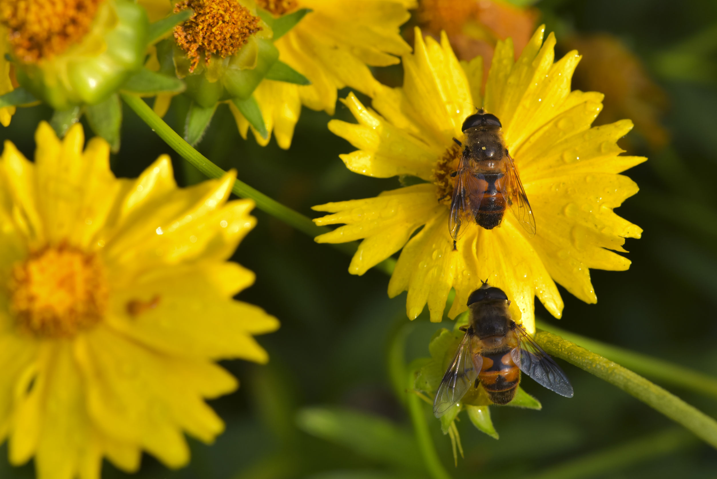 Bees on yellow flowers