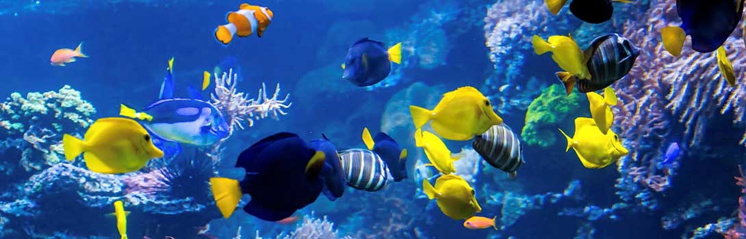 Parley Ocean Plastic for Bank Cards Eco innovation